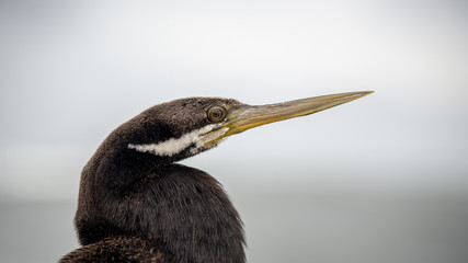 Australasian darter