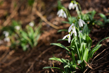 White snowdrops in the Crimea