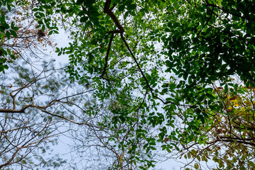 Background of nature