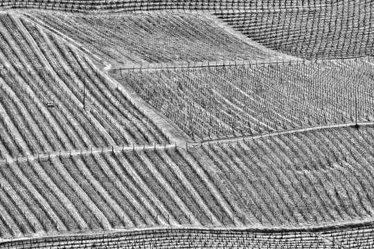 Colline della Toscana, immagine in bianco e nero