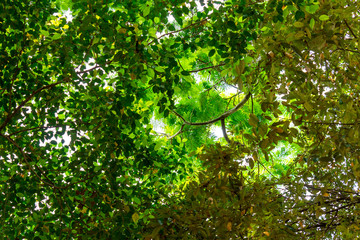 Background of nature