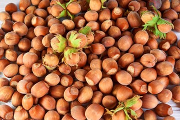 Hazelnuts in shell