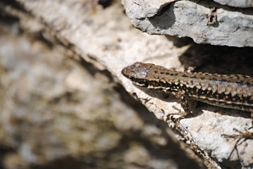 Lézard