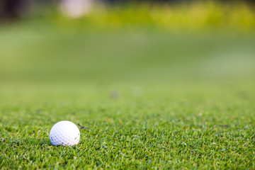 Green grass with golf ball close-up in soft focus at sunlight. Sport playground for golf club concept