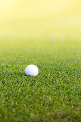 Green grass with golf ball close-up in soft focus at sunlight. Sport playground for golf club concept