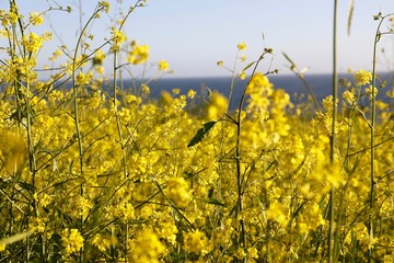 closeup of rapeseed with the pacific ocean in the background 