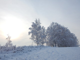 Birchs.Field.Snow (Belarus. Minsk district)