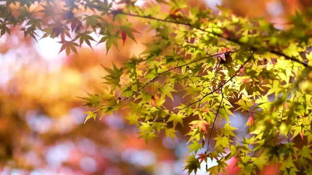 The Red autumn leaf with the light from sunshine in tofukuji temple, Kyoto , Japan.