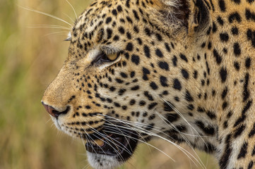 Leopard roaming its territory in the Khwai Concession area of Botswana Africa