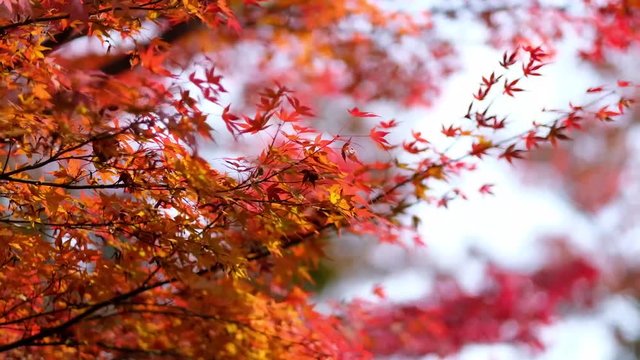 The Red autumn leaf with the light from sunshine in tofukuji temple, Kyoto , Japan.