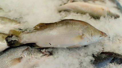 Big fish festival fair 