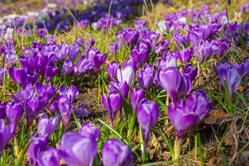 Blossom field of crocus flowers at spring