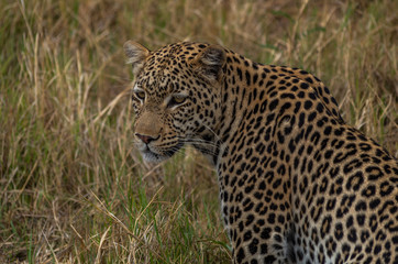 Leopard roaming its territory in the Khwai Concession area of Botswana Africa