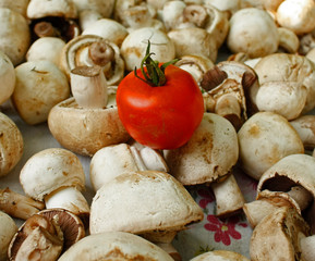 Fresh champiognion mushrooms and one tomato.