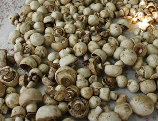 Fresh champiognion mushrooms.