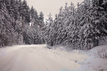 Obraz premium snowy road in winter forest