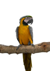 Colorful macaw birds, Parrot isolated on white background of file with Clipping Path .