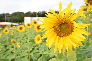 Fototapeta premium ひまわり畑