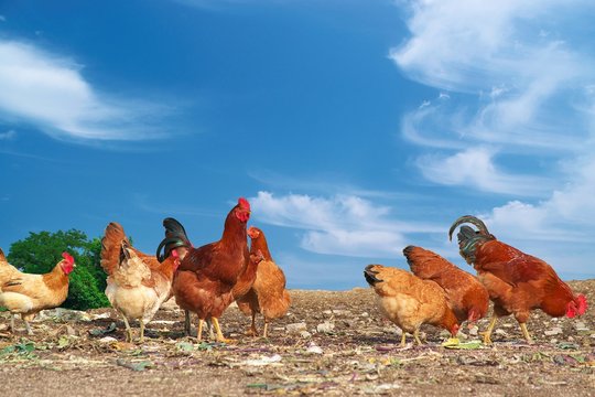 free range farm chickens