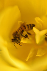 花粉を集めるミツバチ