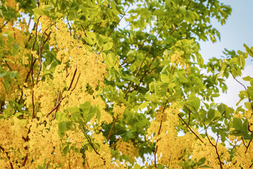Golden shower(Cassia fistula) in Thailand .