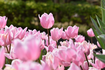 Fototapeta premium ピンクのチューリップ達
