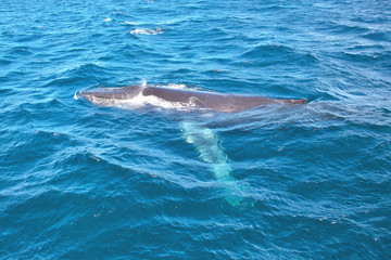 Naklejka premium humpback whale swimming in the sea