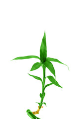 Green sprout of Asian bamboo with leaves, isolated