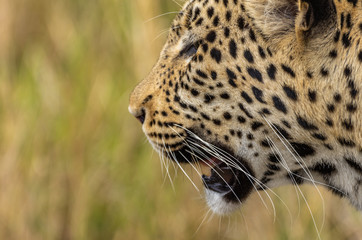 Leopard roaming its territory in the Khwai Concession area of Botswana Africa