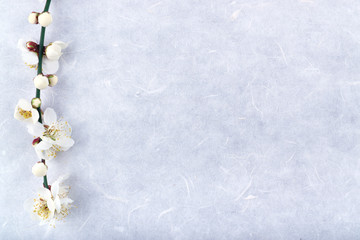 white cherry flower blossoms on rice paper texture background