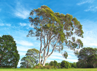 eucalyptus tree and bush landscape
