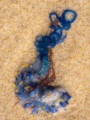 Washed up blue bottle and tenticles