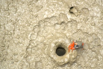 Fiddler crab near a crab hole