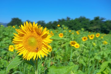 sunflower in a meadow