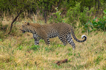 Leopard roaming its territory in the Khwai Concession area of Botswana Africa