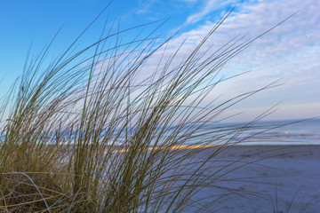 Fototapeta premium Dünengras an der Ostsee