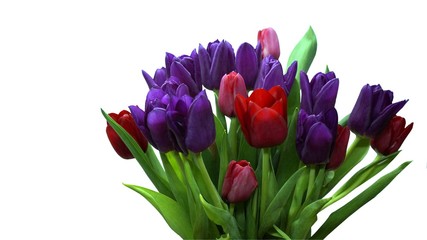 Bouquet of red and purple tulips.