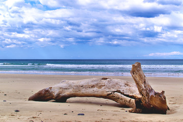 Driftwood log on the beach