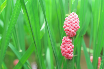 pink apple snail pomacea maculata eggs on rice stalks