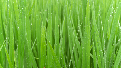 Fototapeta na wymiar dew drops on green grass