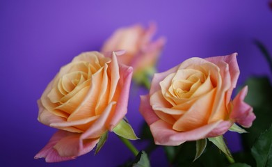 Two roses on a purple background