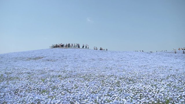 Slow motion - Tourist enjoy with A lonely huge tree on the hill with the sea of blue flowers (Nemophila or Baby Blue Eye) blossoming at Hitachi Seaside Park in spring under blue sky at Ibaraki, Japan