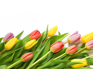Obraz premium Delicate spring tulips on a white background, copy space