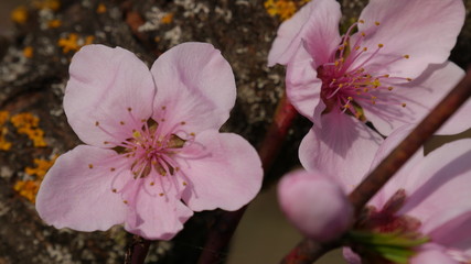 Cherry blossoms at spring