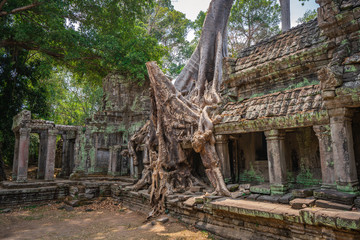 Preah Khan temple, Cabodia: Third enclosure wall east gopuram (entrance) with tree grown onto building