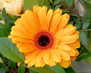 orange gerber daisy flower closeup, top view