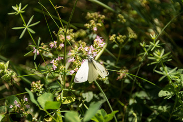 Plitvice Lakes National Park in Croatia