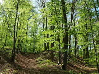 Fototapeta premium Wald im Frühling