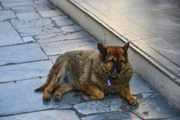 A fat dog lying on the sidewalk