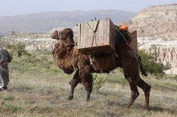 A camel carrying a load